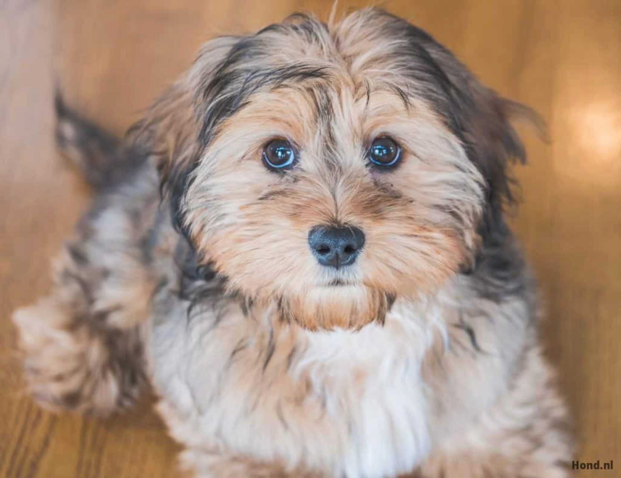 15 Alleenstaande Hondenrassen Met Lage Scheidingsangst