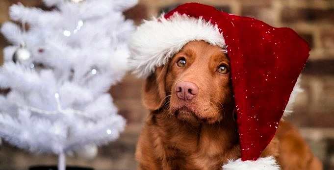17 Kerstfilms Met Honden