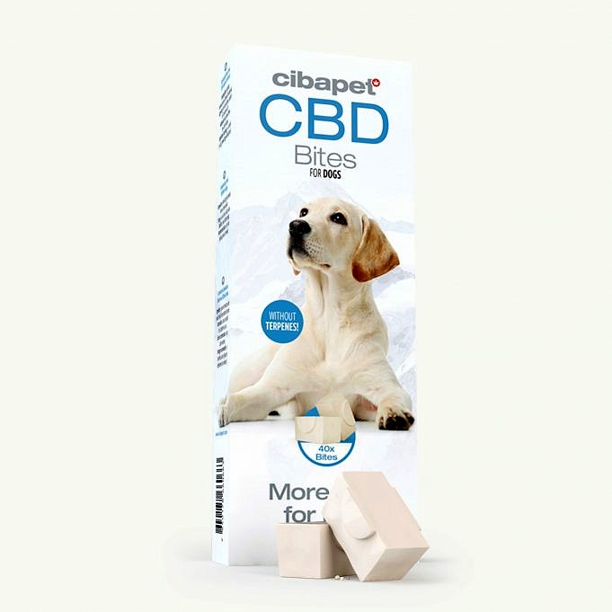 2021 Gids Voor CBD-gebruik Voor Honden Met Glaucoom