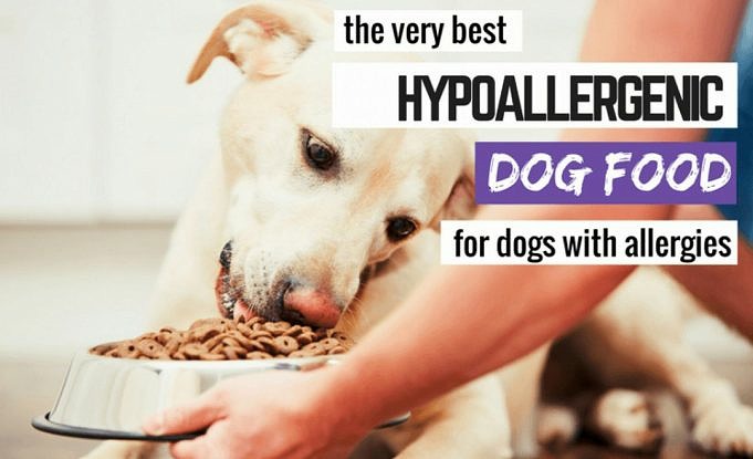 7 Beste Hondenvoer Voor Yorkies Mei 2021. Beoordelingen - The Goody Pet