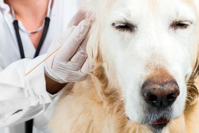 Hoe De Allergieën Van Uw Hond Correct Te Behandelen?