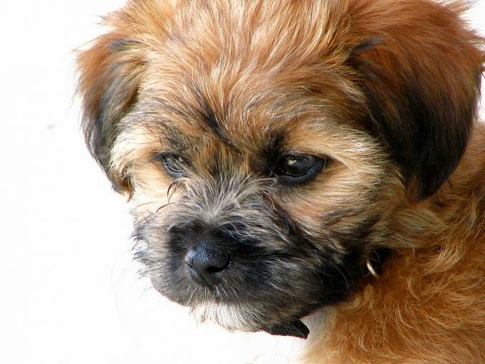 Hoe Te Voorkomen Dat Honden Dode Dieren Mee Naar Huis Nemen: 13 Tips