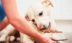 Hoe We De Beste Droge Hondenvoeding Hebben Gekozen