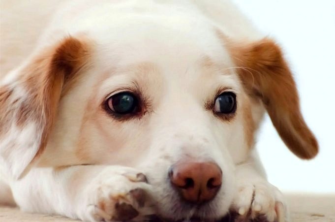 Worden Reuen Loops? 13 Paringstekens Van Mannelijke Honden